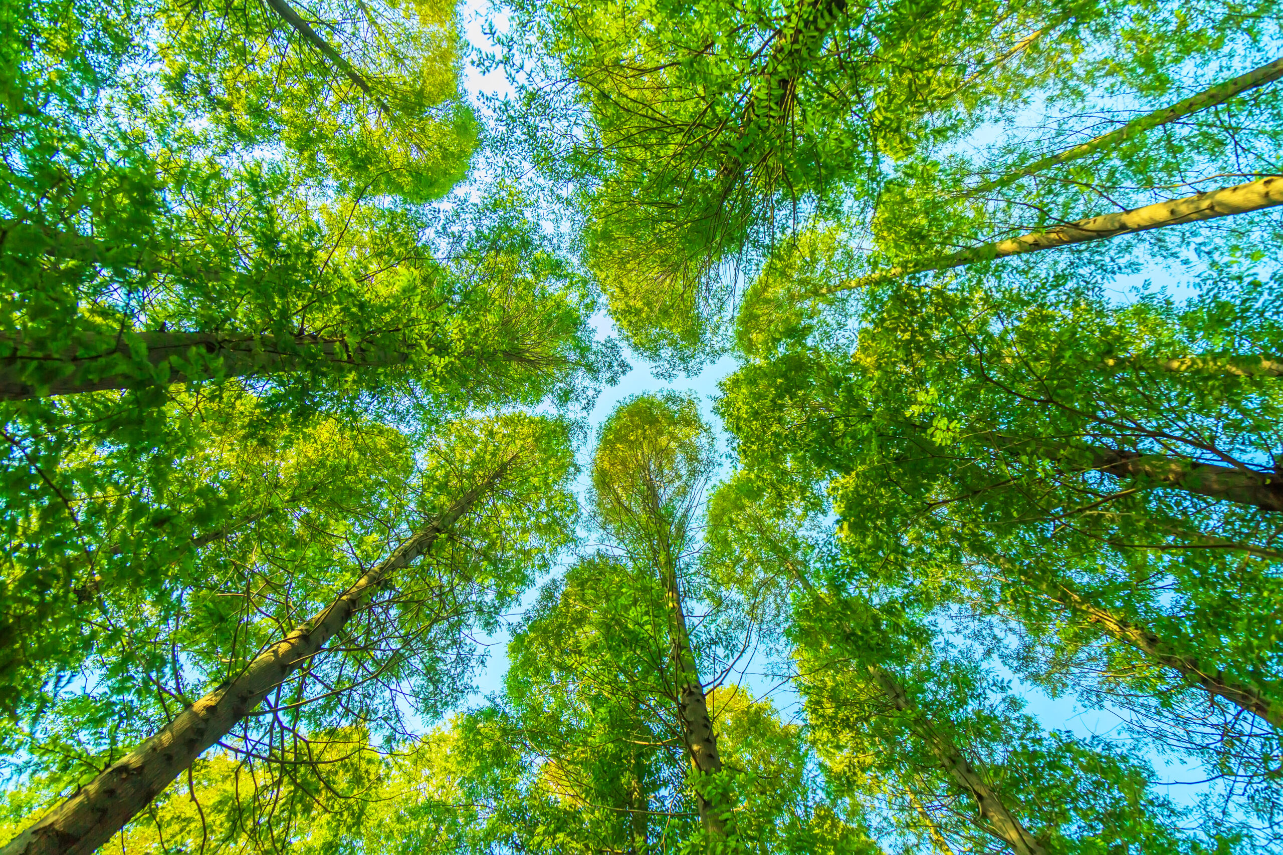 trees-with-green-leaves https://www.freepik.com/free-photo/trees-with-green-leaves_1278106.htm#fromView=search&page=1&position=10&uuid=1f54cb55-fc00-4bc8-9a08-2d3bfd2bbe24